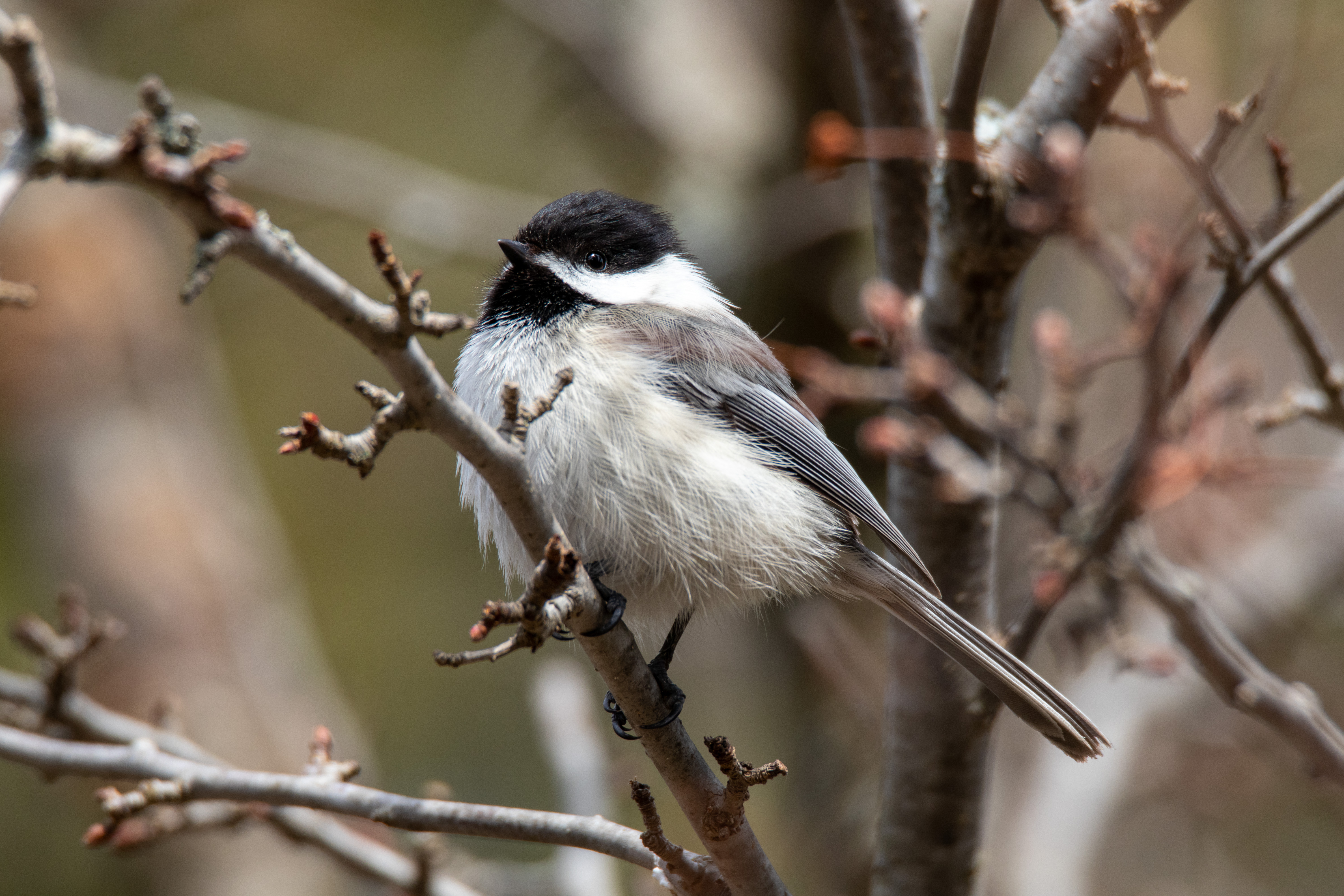 Puffball Chickadee