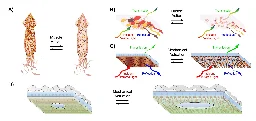 Squid-inspired fabric allows for temperature-controlled clothing