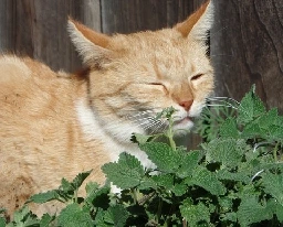 Is Catnip Safe for Dogs?