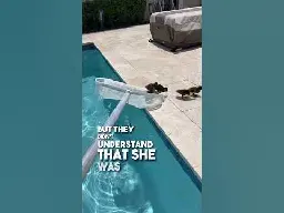 She saved ducklings from the pool ❤️👏