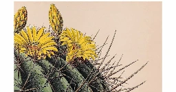 yellow cactus blooms