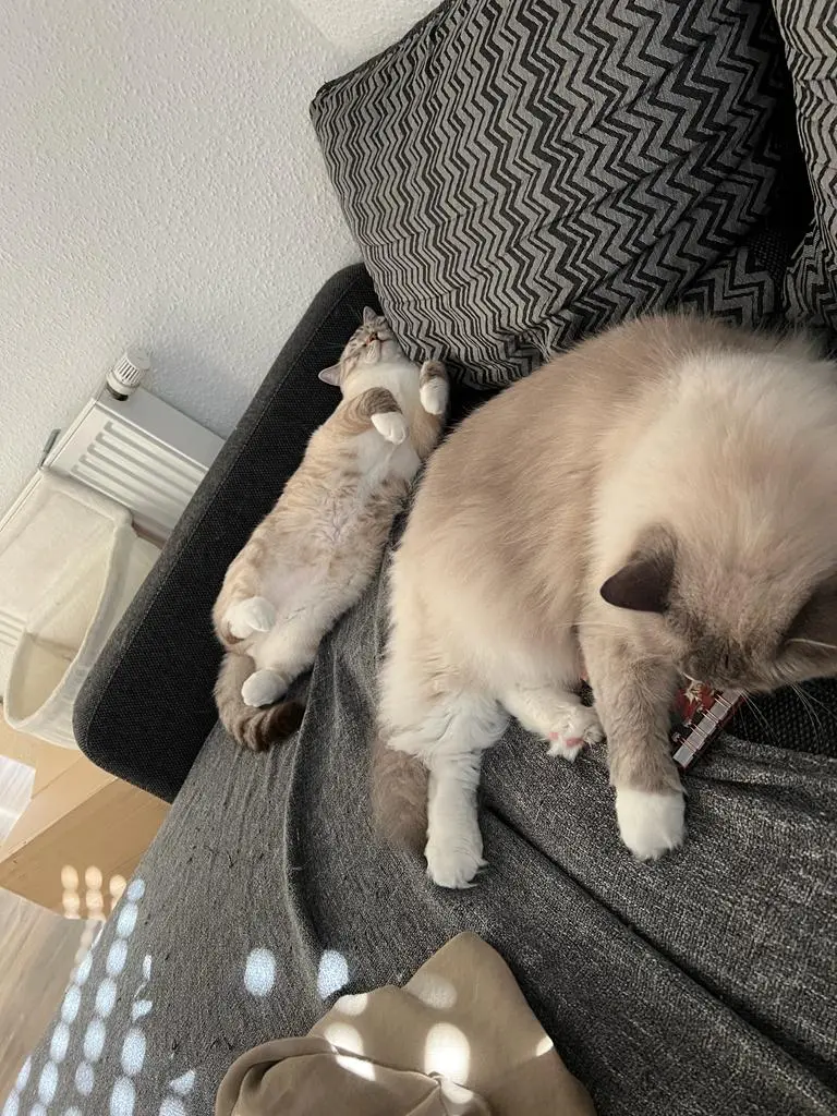 Our cats Milo and Henri, a big fluffy Ragdoll and a &quot;small&quot; British Shorthair Ragdoll mix.