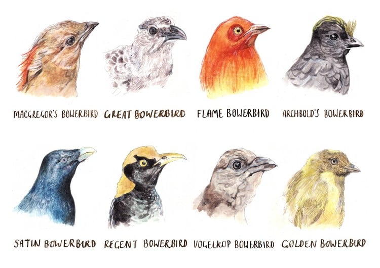 drawing showing 8 types of Bowerbirds