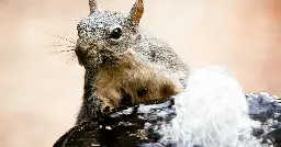 Western gray squirrels are now considered endangered in Washington state: "Seriously threatened with extinction"