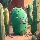 mintycactus