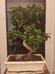 Bonsai - tchncs