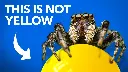 What Jumping Spiders Teach Us About Color