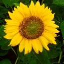 Seperis
