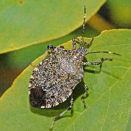 Brown marmorated stink bug - Wikipedia