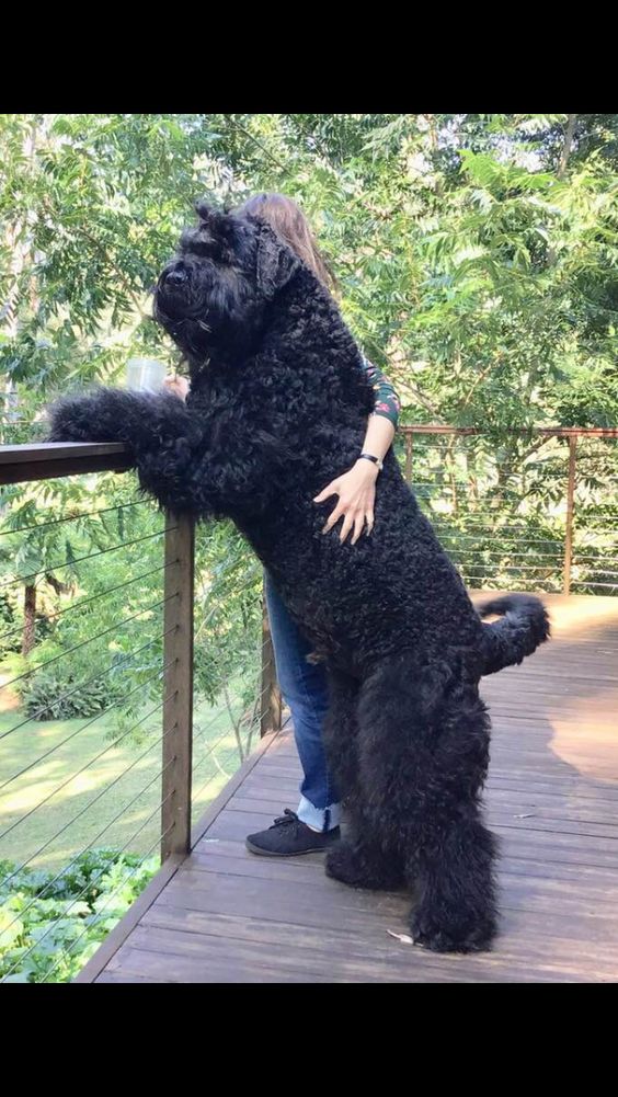 bouvier and woman on porch both the same height