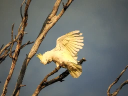 Sulphur Crested Cockatoo (Cacatua galerita) - Kedron Brook Wetlands Reserve, Brisbane, Australia - October 2024