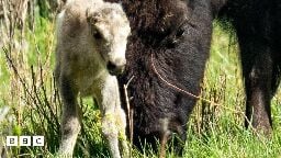 Rare white bison seen in Yellowstone evokes Native American prophecy