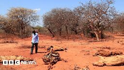 Ethiopia drought: Fifty die of hunger in Tigray and Amhara amid aid freeze