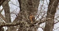 [OC] A Mated Pair - Red-Shouldered Hawks - Piedmont, NC