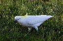 Sulfur-crested cockatoo, Clayfield Australia, October 2023