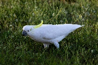 Sulfur-crested cockatoo, Clayfield Australia, October 2023