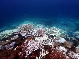 Billions in ‘magical’ spending questioned as coral reefs fail around the world