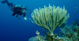 Coral reefs are getting sick, and this human medicine might help