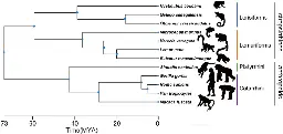 Twin vocal folds as a novel evolutionary adaptation for vocal communications in lemurs - Scientific Reports