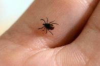 Scientists develop game-changing vaccine against Lyme disease ticks