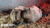 Escaped capybara 'probably living her best life'