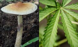 UN Body Reaffirms That Marijuana Legalization Violates International Treaties, While Addressing Germany Cannabis Reform And U.S. Psychedelics Movement - Marijuana Moment