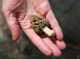 Morel mushrooms linked to fatal food poisoning outbreak