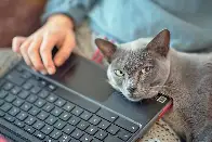 Cat accused of wiping US Veteran Affairs server info after jumping on keyboard