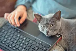 VA hospital's IT snafu blamed on cat's keyboard surfing