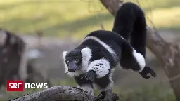 Ausgebüxter Affe - Vari-Affe aus Basler Zoo wieder eingefangen