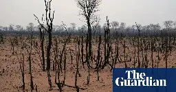 Global rainforest loss continues at rate of 10 football pitches a minute