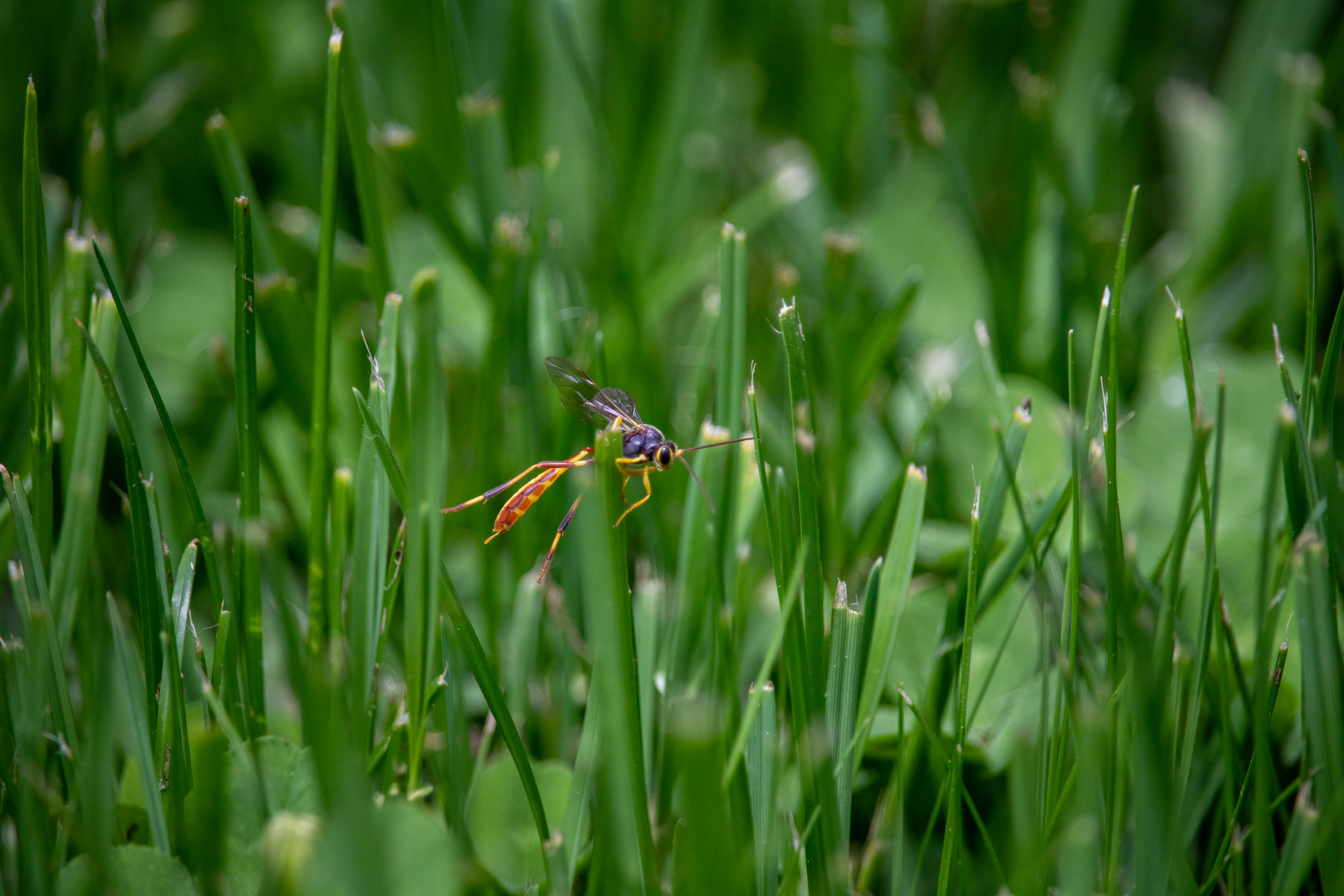 Ichneumon Wasp