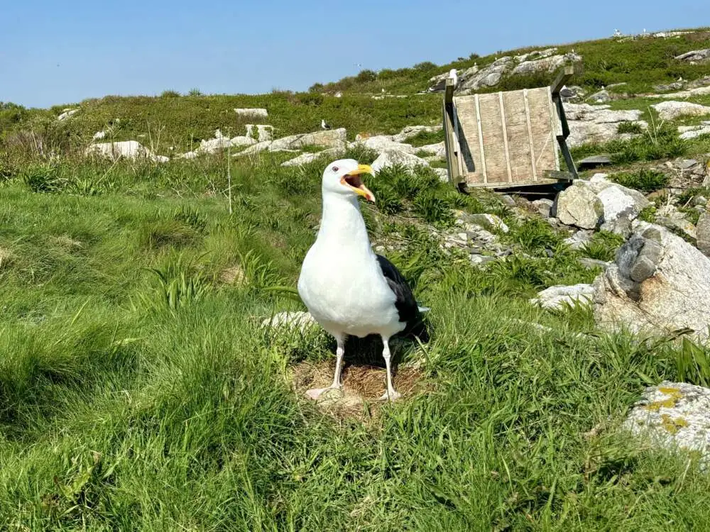 The truth about seagulls, the internet's most hated bird