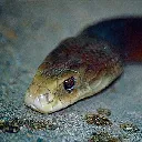 taipan