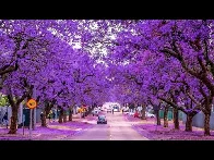 Purple Trees in Abha