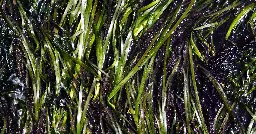 Researchers discover eelgrass superpower in Puget Sound