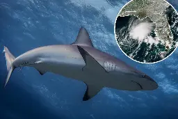 Shark tracking tech may save lives during hurricane season: scientists