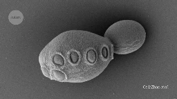 Engineered yeast breaks new record: a genome with over 50% synthetic DNA