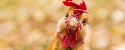 Chickens Can Blush When They're Feeling Emotional, And We Should Pay Attention