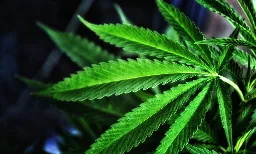 Cannabis Use Before Bedtime Does Not Cause Next-Day Impairment Of Cognitive Ability Or Driving Performance, Study Shows - Marijuana Moment