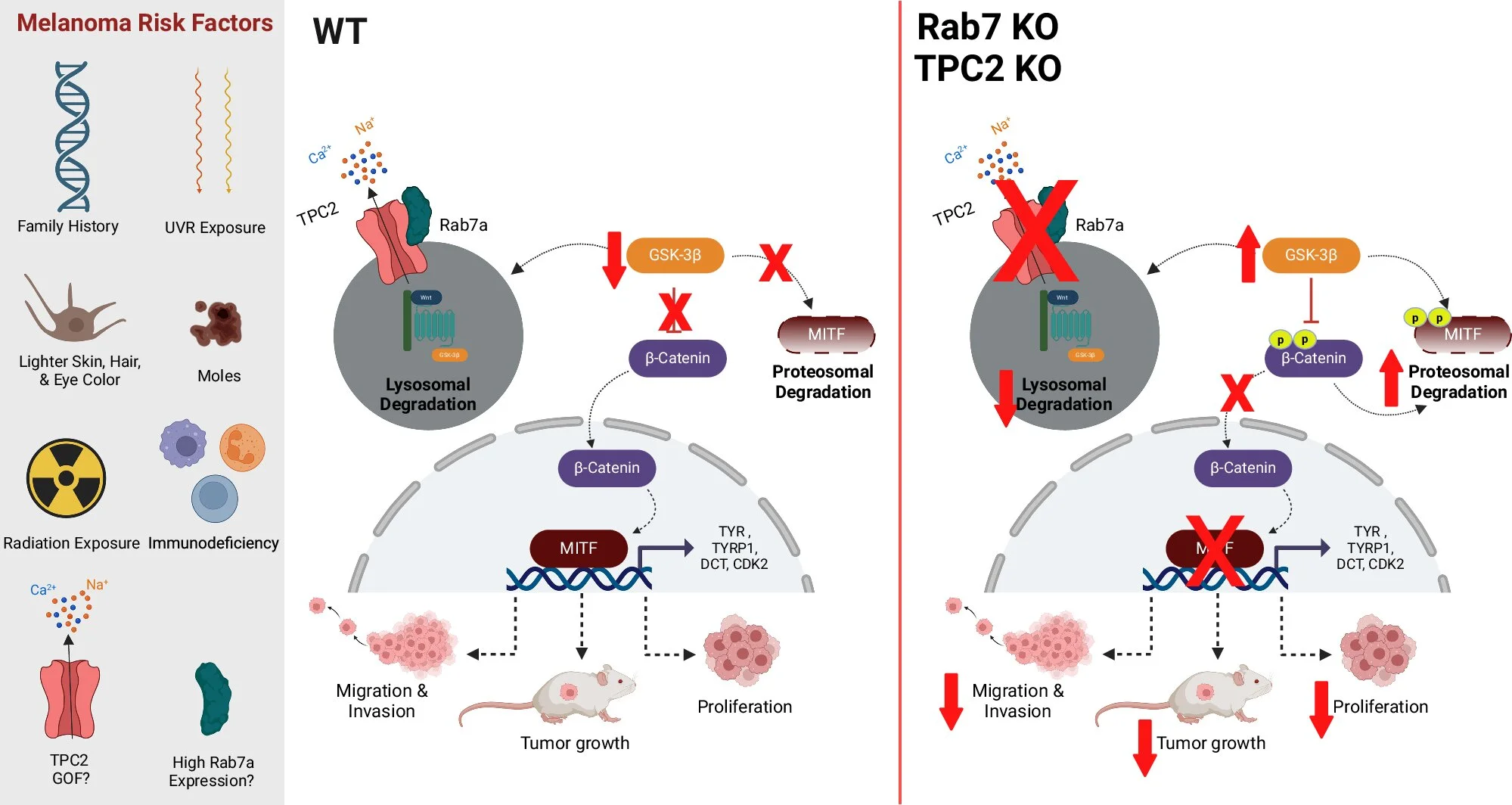 Scientists identify key mechanism in development of skin cancer