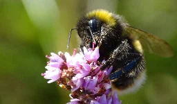 Stressed bees make pessimistic choices and may experience emotion-like states, new research suggests