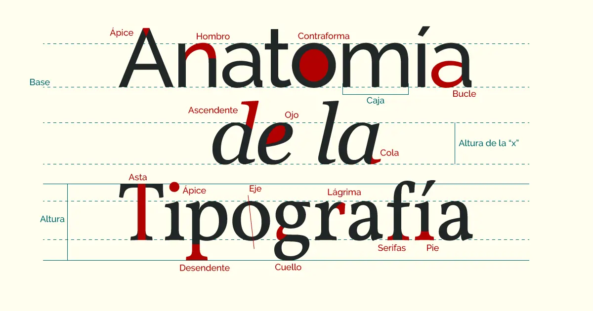 Anatomía de la tipografía