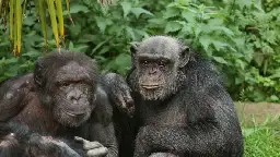 Apes remember long-lost friends and family they haven't seen in decades