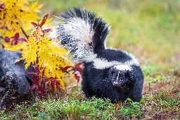 Skunks' stripes have different patterns depending on where they live