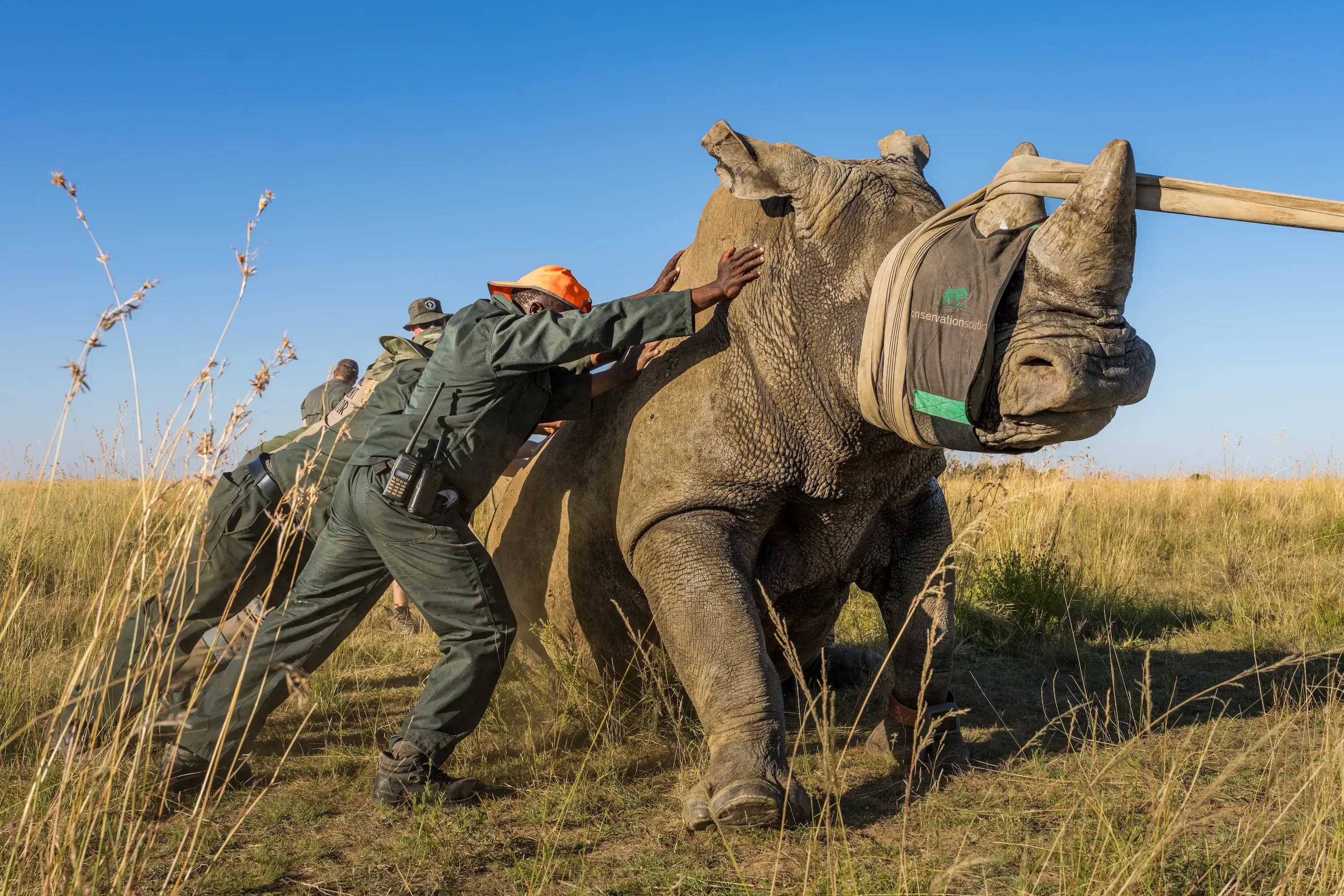 Munywana Conservancy Receives Donation of 40 Southern White Rhino