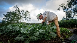 A New Crop Of Farmers Is Helping Hawaii Grow More Food