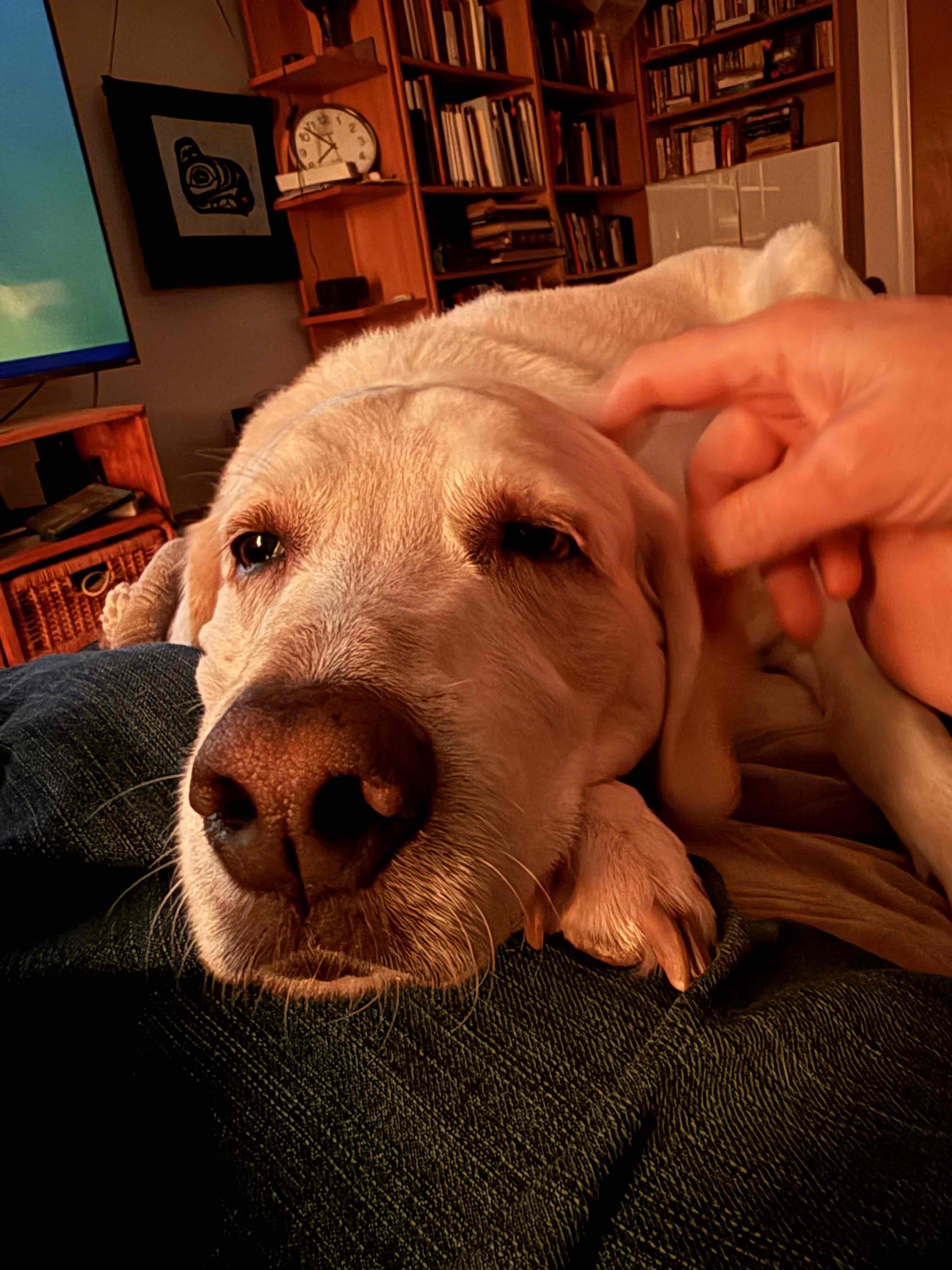 A sleepy white hound dog with her chin on the photographer's lap.