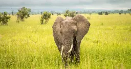 African elephants have individual name-like calls for each other, similar to human names, study finds