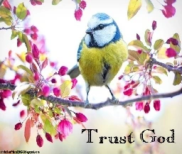 Trust God bird